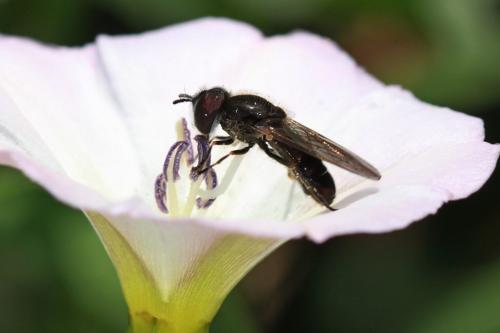 Heringia heringi